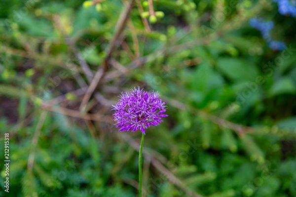 Obraz The flower of the perennial herbaceous plant Allium Aflatunense from the family Liliaceae
