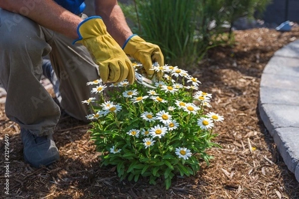 Obraz Landscaper dead-heading perennials