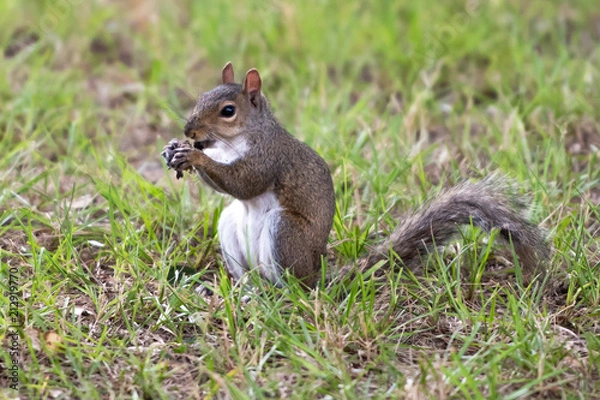 Fototapeta squirrel eating