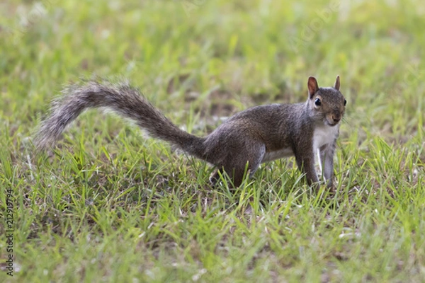 Fototapeta Squirrel