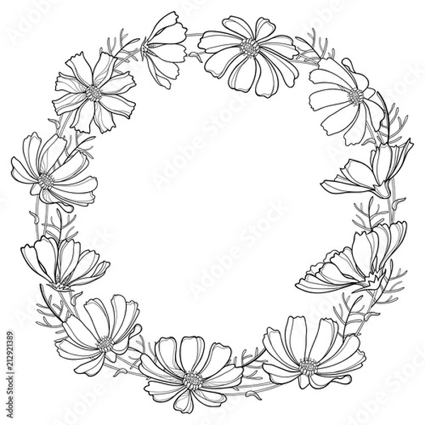 Fototapeta Vector round wreath or garland with outline Cosmos or Cosmea flower bunch and ornate leaf in black isolated on white background. Contour blooming Cosmos plant for summer design and coloring book.