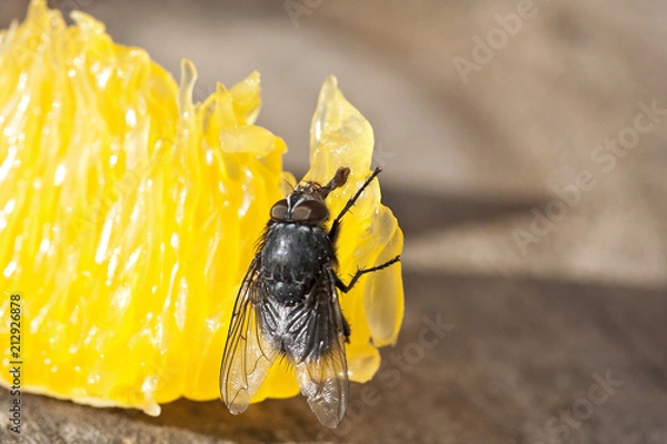 Fototapeta mucha w jedzeniu
