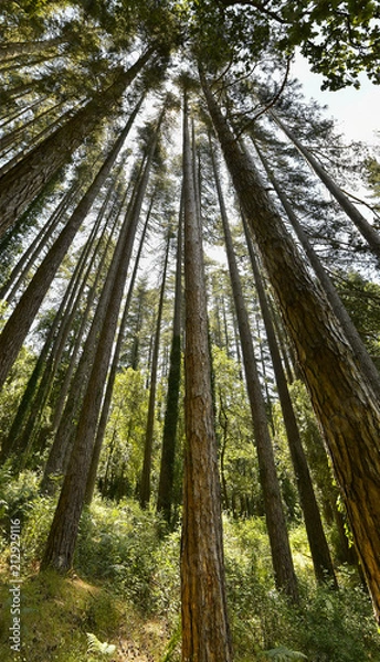 Fototapeta pino laricio