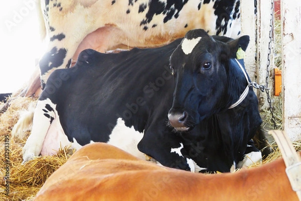 Fototapeta ハイジ牧場の牛／北海道夕張郡