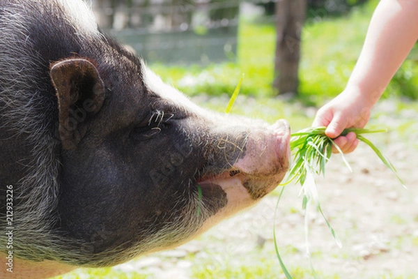 Fototapeta ハイジ牧場のブタ／北海道夕張郡