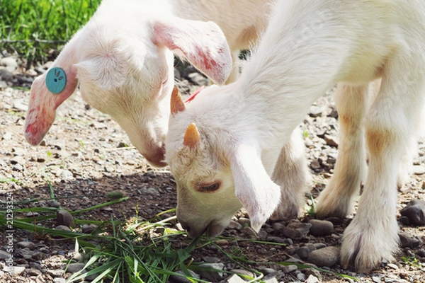 Obraz ハイジ牧場の子ヤギ／北海道夕張郡