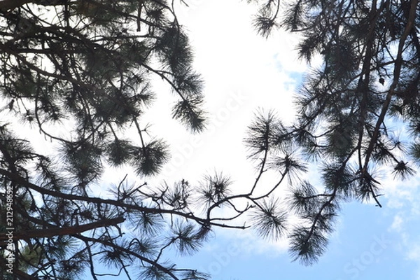Obraz tree, winter, sky,  pine, spruce, nature, trees, snow, forest, branch, landscape, cold, white, blue, season, ice, silhouette, plant, clouds, wood, branches, spring, autumn, frost, frozen, pine, 