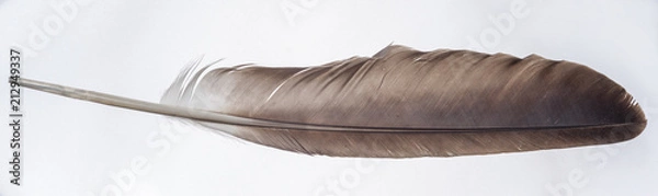 Obraz Bald Eagle Feather - Wing Feather