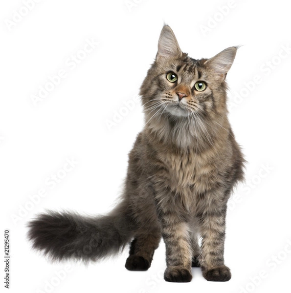Obraz Front view of Maine coon, standing in front of white background