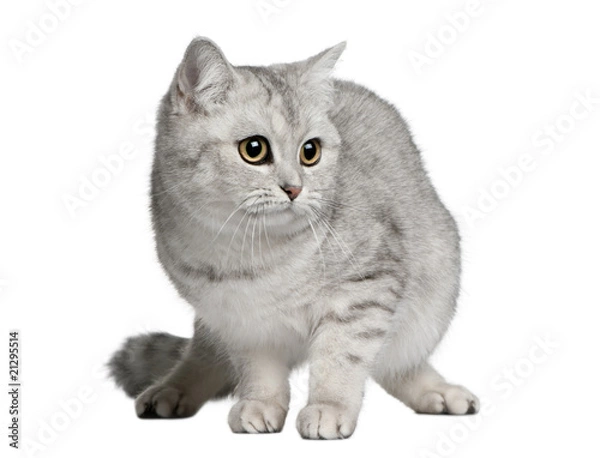 Obraz Front view of British shorthair cat, standing and looking away