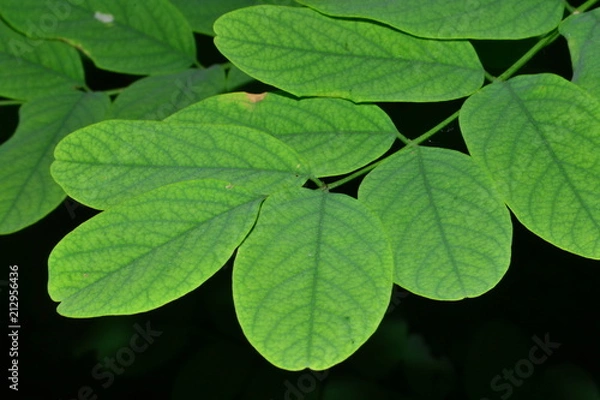 Obraz leaf, green, plant, nature, leaves, clover, tree, isolated, foliage,plant, spring, garden, macro, daisy, design, textured, illustration, backdrop, abstraction, graphics, fruit, rambutan,  spring, 