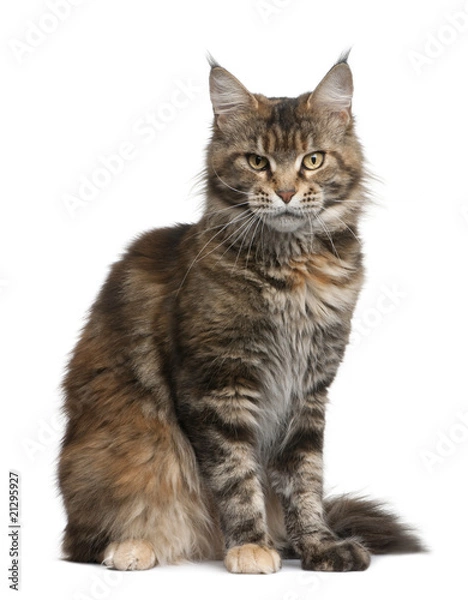 Fototapeta Maine coon cat, sitting in front of white background