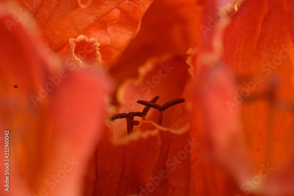 Fototapeta 火炎樹