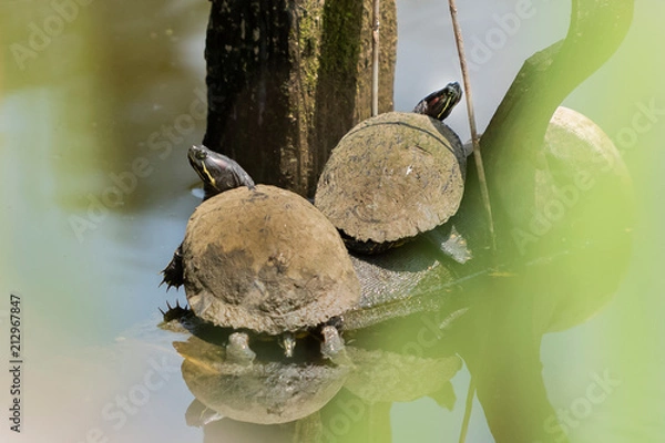 Fototapeta turtle
