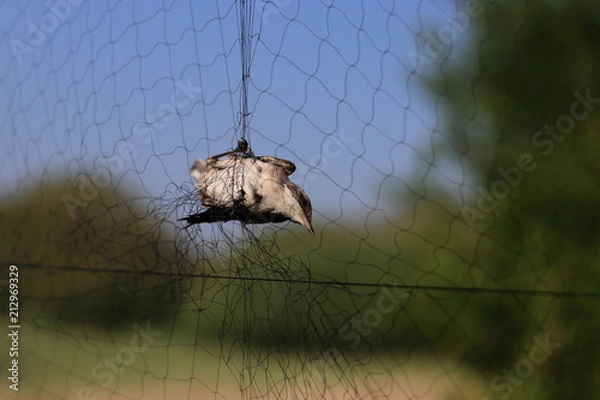 Obraz A bird in a net