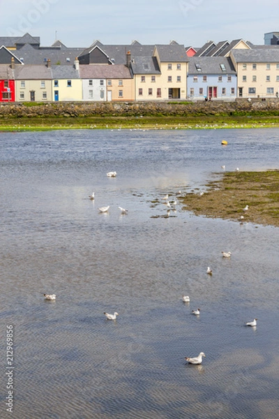 Fototapeta Buildings and Seagulls in Corrib river