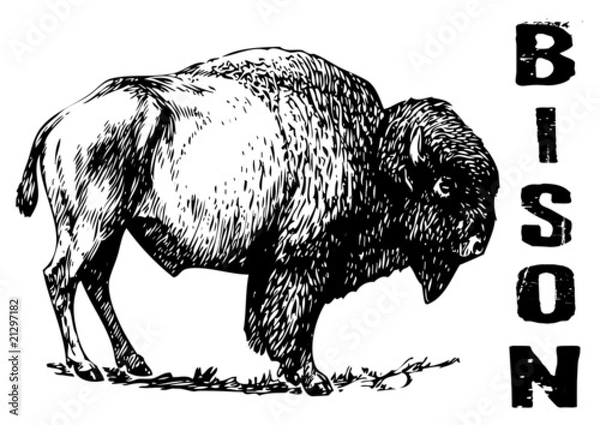 Obraz vector illustration tattoo - bison