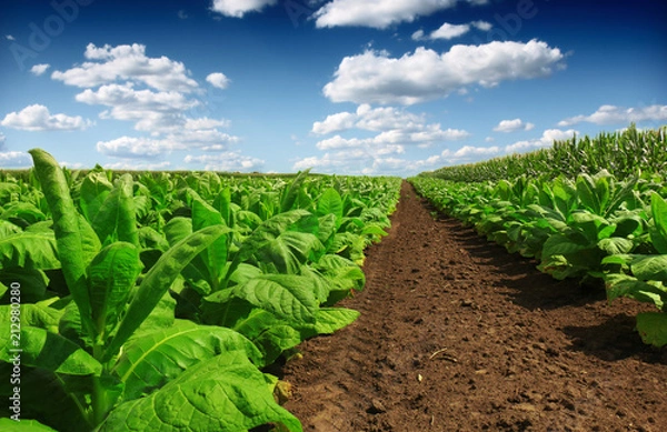 Fototapeta Tobacco big leaf crops growing in tobacco plantation field