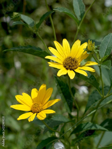 Fototapeta 夏の黄色い花　ルドベキア