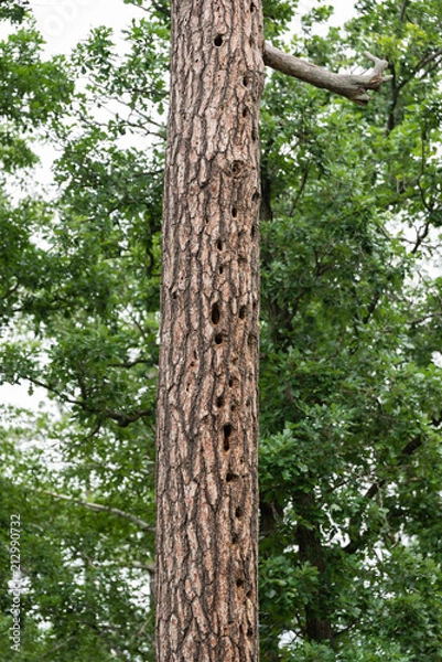 Obraz Tree Trunk with Woodpecker Holes