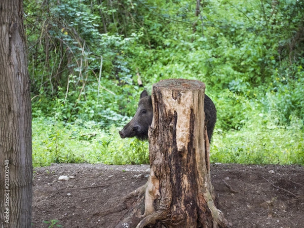 Obraz Wild boar hides behind a tree trunk