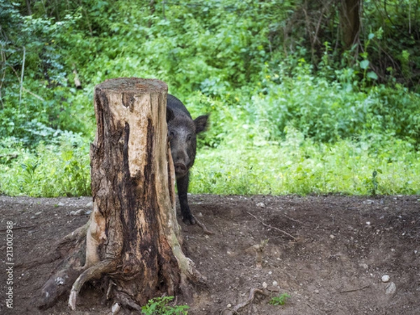 Obraz Wild boar hides behind a tree trunk