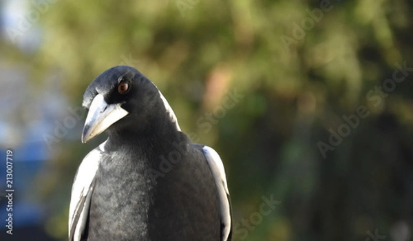 Fototapeta Closeup of Australian magpie bird in black and white plumage standing on a fence. The australian magpie gymnorhina tibicen is a medium sized black and white passerine bird.
