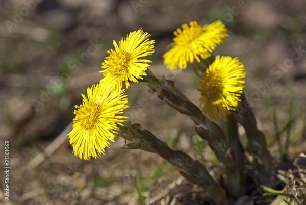 Fototapeta Coltsfoot