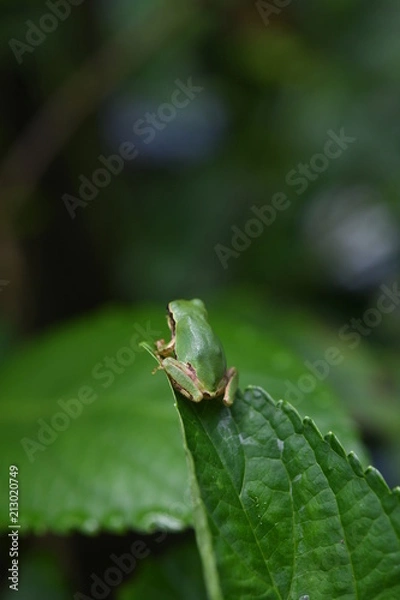 Fototapeta アマガエルとあじさい