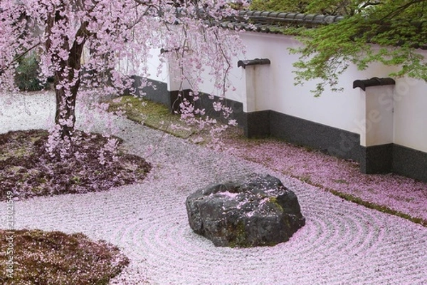 Obraz 桜の花びらで埋まる日本庭園