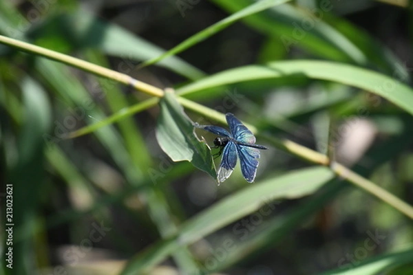 Fototapeta チョウトンボ