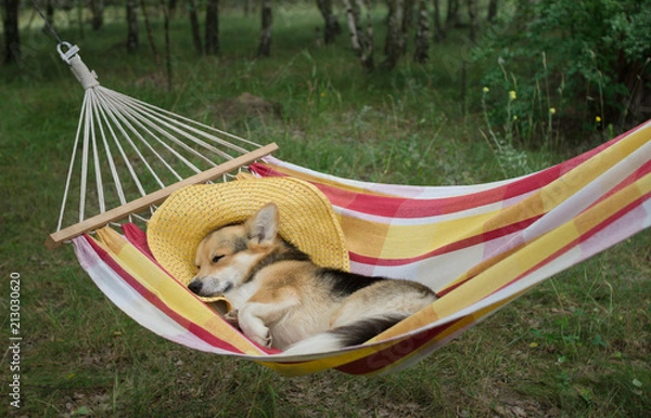 Fototapeta The dog Welsh Corgi pembroke rests in a yellow striped hammock.