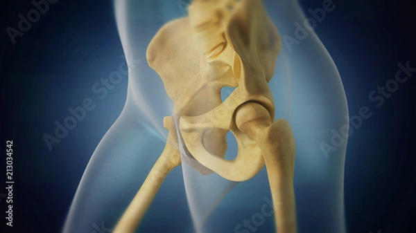 Obraz Human skeleton pelvic area visualization. Left side.
