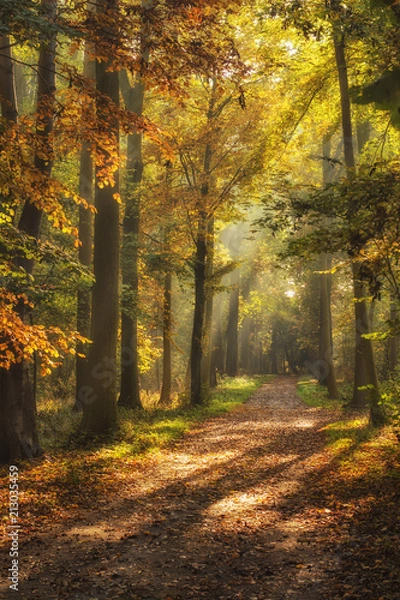 Obraz Typical Dutch forest landscape in autumn with soft sunlight in beautiful country seat Amelisweerd near Utrecht en Bunnik in the Netherlands