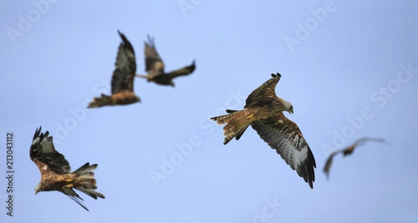 Obraz red kite 3