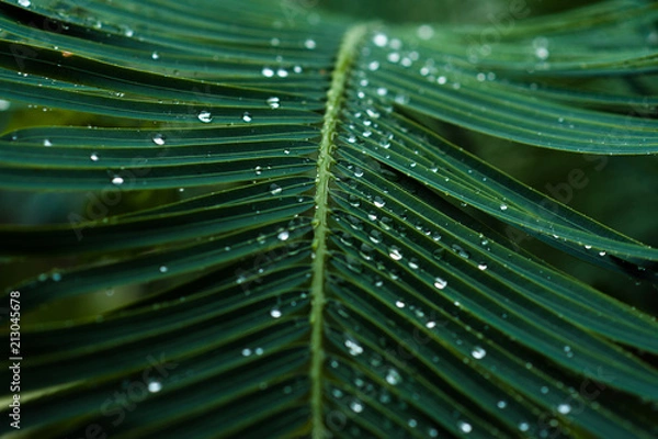 Obraz Green leaf with droplets, closeup.
