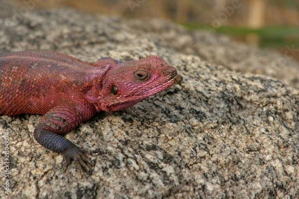 Fototapeta Red Gecko on Rock