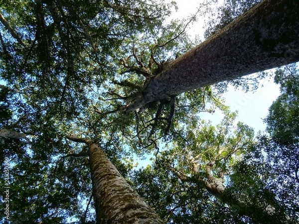 Fototapeta Kauri from the ground