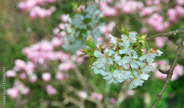 Obraz Cherry blossom