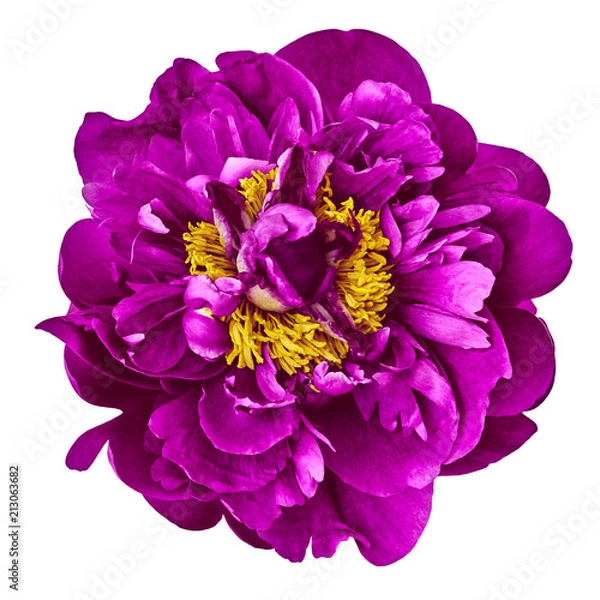 Fototapeta flower purple yellow peony, isolated on a white  background. Close-up. Element of design.
