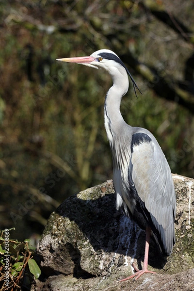 Obraz héron cendré, ardea cinerea