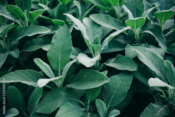 Fototapeta Group of plants sage medicinal with velvety leaves, close-up.