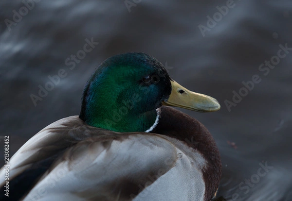 Obraz Mallard Duck