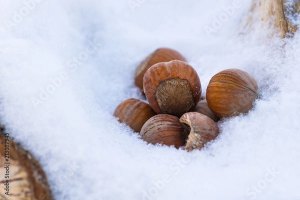 Fototapeta Hazelnuts in a snow