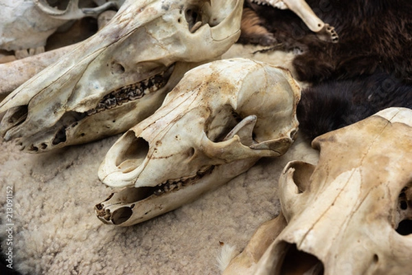 Fototapeta Animal skulls