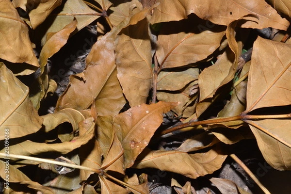 Obraz autumn, leaf, leaves, fall, nature, yellow, tree, maple, season, brown, orange, texture, foliage, color, red, forest, dry, seasonal, plant, colorful, green, natural, abstract, october, pattern