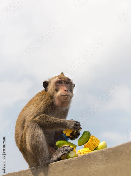 Fototapeta monkey sit and eating