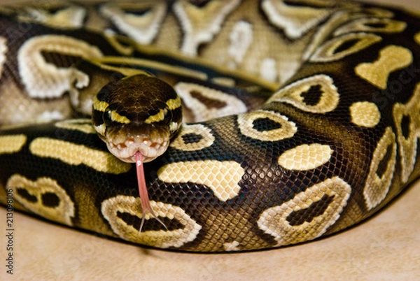 Fototapeta Mojave Ball Python