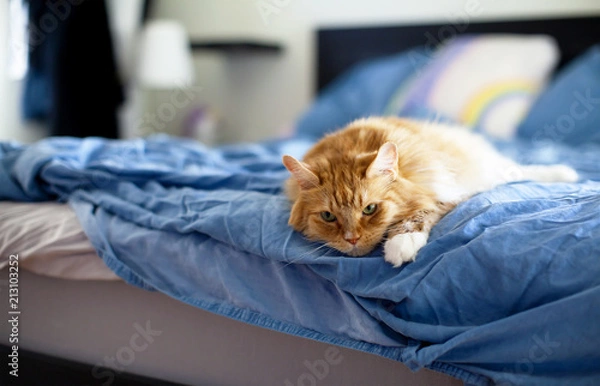 Obraz Tired Grumpy Meme Cat Laying in Bed