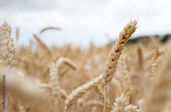 Obraz Erntereifes Weizenfeld